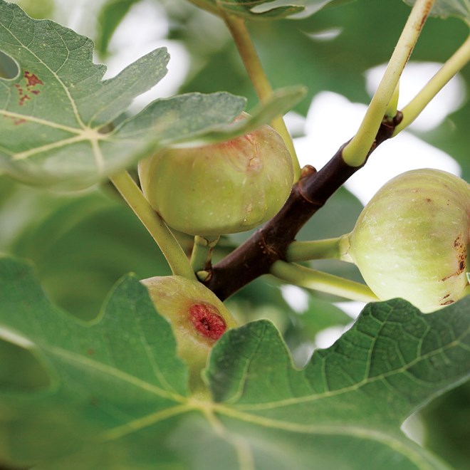 Assorted Fig Trees Black 180MM Pot, Teardrop Black 180MM Pot, Brown Turkey 200MM Pot